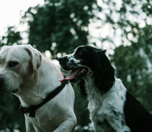 ‘북부권역 반려동물 주제공원(테마파크) 조성’ 공모사업 선정 two white and black dogs