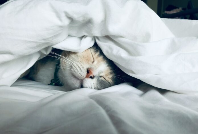 Photo by Kate Stone Matheson white cat sleeps under white comforter