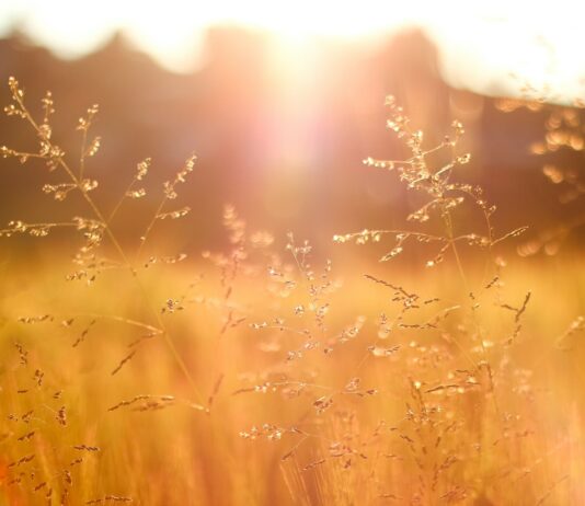 기분 좋은 하루를 시작하는 방법 shallow focus photography of grass field