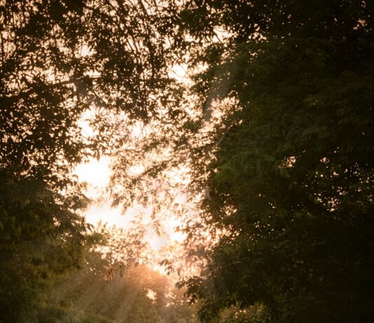 뼈건강을 위한 비타민D person in blue jacket walking on pathway between trees during daytime