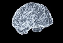 “뇌건강, 일상 속 작은 습관이 열쇠…집에서도 실천하는 뇌 튼튼 루틴” a close up of a human brain on a black background