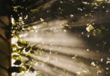 만성피로, 새로운 건강 트렌드와 실천 루틴으로 극복하자 sun rays coming through trees